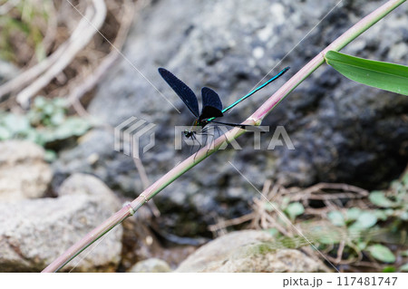 ハグロトンボ02 117481747