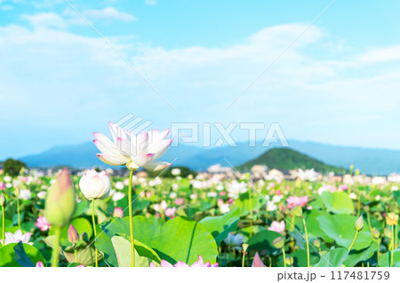 藤原京跡の蓮池に咲く蓮の花と奥に聳える畝傍山の景色 117481759