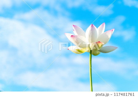 青空をバックに咲き誇る一輪の蓮の花 青空をバックに咲き誇る一輪の蓮の花 117481761
