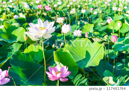 藤原京の蓮池に咲く蓮の花の景色 藤原京の蓮池に咲く蓮の花の景色 117481764
