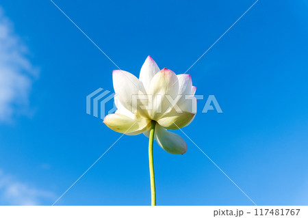 青空をバックに咲き誇る一輪の蓮の花 117481767
