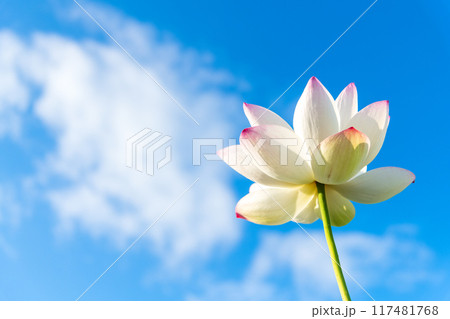 青空をバックに咲き誇る一輪の蓮の花 117481768