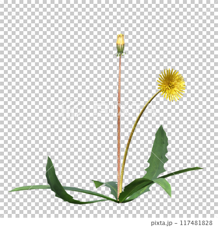 wild field grass, isolated on a transparent background, 3D illustration, cg render wild field grass, isolated on a transparent background, 3D illustration, cg render 117481828