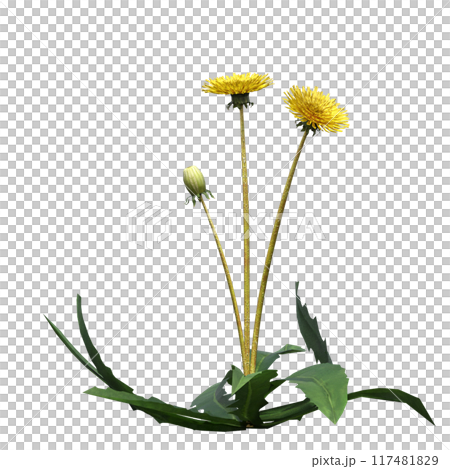 wild field grass, isolated on a transparent background, 3D illustration, cg render wild field grass, isolated on a transparent background, 3D illustration, cg render 117481829