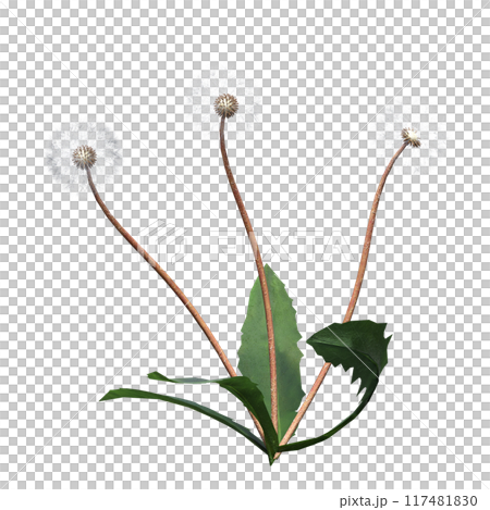 wild field grass, isolated on a transparent background, 3D illustration, cg render wild field grass, isolated on a transparent background, 3D illustration, cg render 117481830