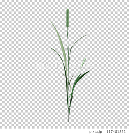 wild field grass, isolated on a transparent background, 3D illustration, cg render 117481831