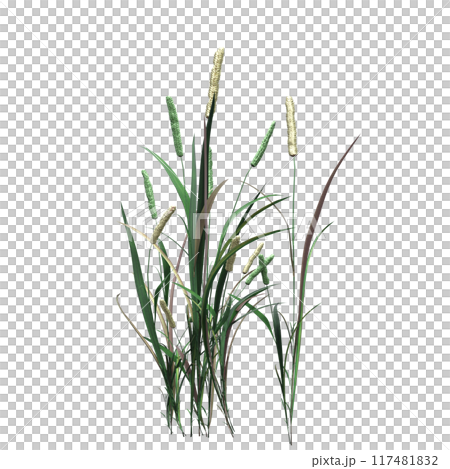 wild field grass, isolated on a transparent background, 3D illustration, cg render wild field grass, isolated on a transparent background, 3D illustration, cg render 117481832