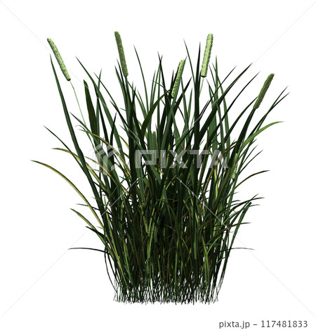wild field grass, isolated on a transparent background, 3D illustration, cg render 117481833