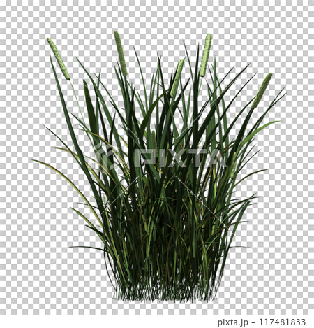wild field grass, isolated on a transparent background, 3D illustration, cg render wild field grass, isolated on a transparent background, 3D illustration, cg render 117481833