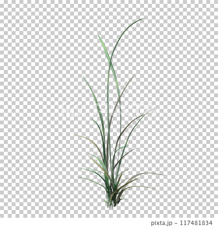 wild field grass, isolated on a transparent background, 3D illustration, cg render wild field grass, isolated on a transparent background, 3D illustration, cg render 117481834
