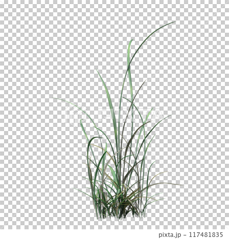wild field grass, isolated on a transparent background, 3D illustration, cg render wild field grass, isolated on a transparent background, 3D illustration, cg render 117481835