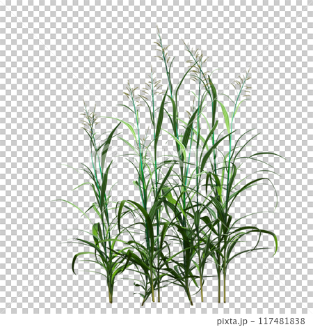 wild field grass, isolated on a transparent background, 3D illustration, cg render wild field grass, isolated on a transparent background, 3D illustration, cg render 117481838