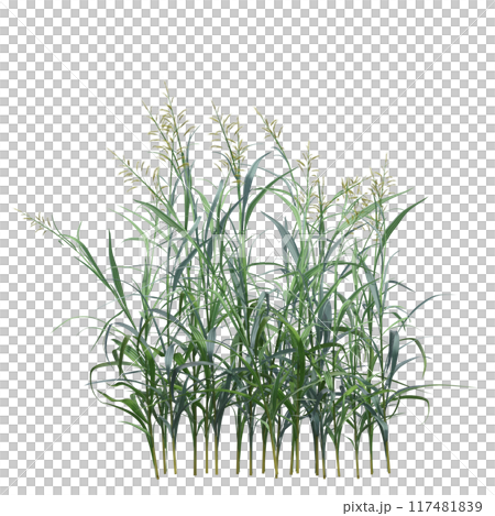 wild field grass, isolated on a transparent background, 3D illustration, cg render wild field grass, isolated on a transparent background, 3D illustration, cg render 117481839