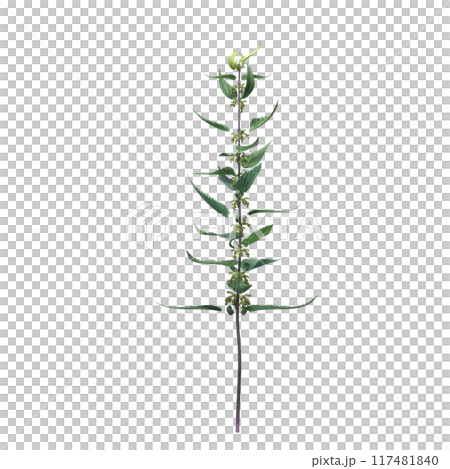 wild field grass, isolated on a transparent background, 3D illustration, cg render wild field grass, isolated on a transparent background, 3D illustration, cg render 117481840