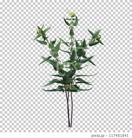 wild field grass, isolated on a transparent background, 3D illustration, cg render wild field grass, isolated on a transparent background, 3D illustration, cg render 117481841
