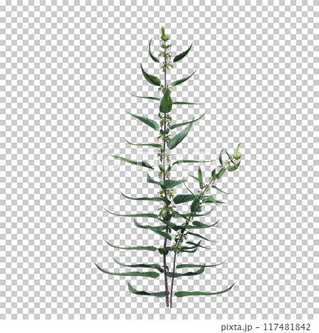 wild field grass, isolated on a transparent background, 3D illustration, cg render wild field grass, isolated on a transparent background, 3D illustration, cg render 117481842