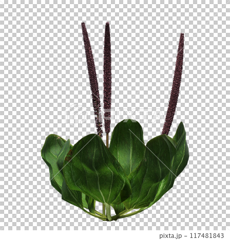 wild field grass, isolated on a transparent background, 3D illustration, cg render wild field grass, isolated on a transparent background, 3D illustration, cg render 117481843