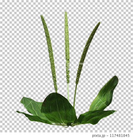 wild field grass, isolated on a transparent background, 3D illustration, cg render wild field grass, isolated on a transparent background, 3D illustration, cg render 117481845