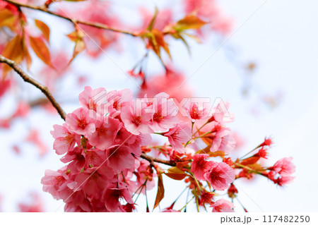 桜 桜 117482250