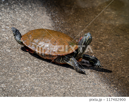 思いっきり背伸びしている亀 117482900