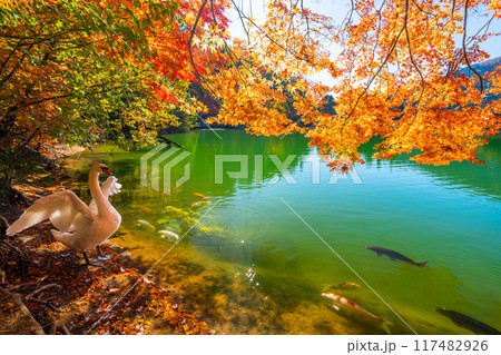 南伊奈ヶ湖での紅葉と白鳥　【山梨県　南アルプス市】 117482926