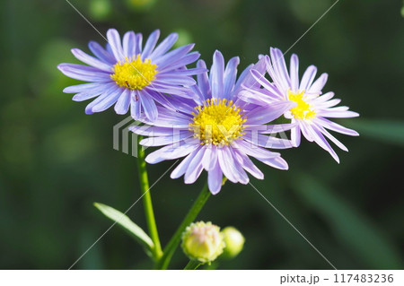 木漏れ日の中で咲くシオン 117483236