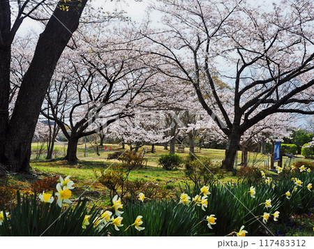 春の多聞山展望広場公園　桜満開の下に咲く水仙 117483312