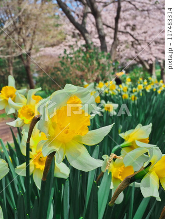 春の多聞山展望広場公園　桜満開の下に咲く水仙 117483314