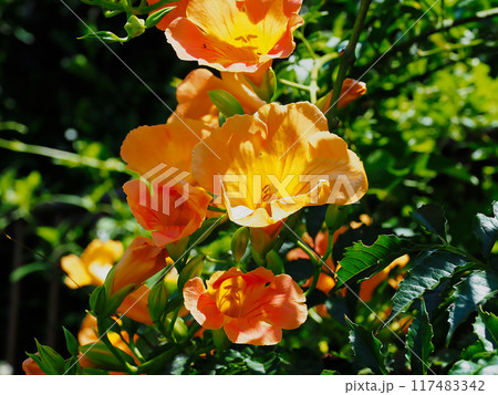 ノウゼンカズラ科ノウゼンカズラの橙色の花 ノウゼンカズラ科ノウゼンカズラの橙色の花 117483342