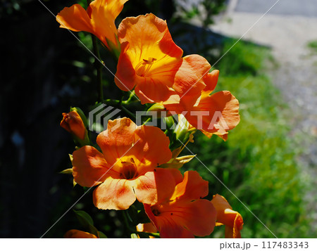 ノウゼンカズラ科ノウゼンカズラの橙色の花 117483343