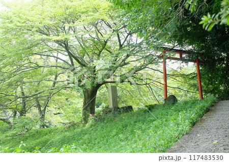 奈良桜井市の八大龍王弁財天大神 龗神神社の参道 奈良桜井市の八大龍王弁財天大神 龗神神社の参道 117483530