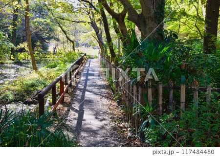 大町公園(大町自然観察園)千葉県市川市 大町公園(大町自然観察園)千葉県市川市 117484480