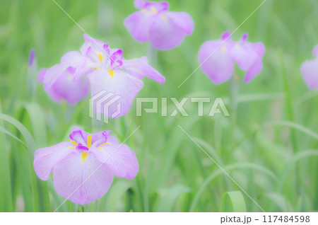 伝統的な日本の美：菖蒲の花　端午の節句イメージ 117484598