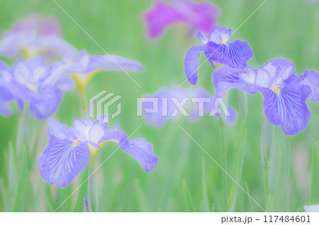伝統的な日本の美:菖蒲の花 端午の節句イメージ 伝統的な日本の美:菖蒲の花 端午の節句イメージ 117484601