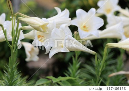 たくさん咲いてるユリの花 たくさん咲いてるユリの花 117486138