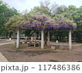 公園の藤棚 117486386
