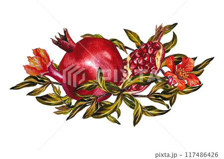 Pomegranate fruits and flowers on a branch. Pomegranate in the section. A watercolor illustration made by hand. For labels, packages. For postcards, flyers and posters, for decorating kitchen utensils 117486426