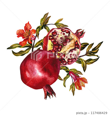 Pomegranate fruits and flowers on a branch. Pomegranate in the section. A watercolor illustration made by hand. For labels, packages. For postcards, flyers and posters, for decorating kitchen utensils 117486429