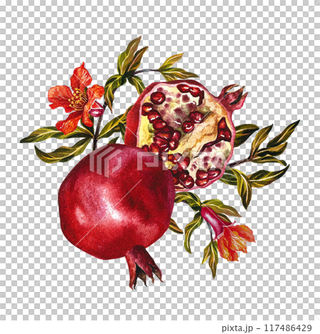 Pomegranate fruits and flowers on a branch. Pomegranate in the section. A watercolor illustration made by hand. For labels, packages. For postcards, flyers and posters, for decorating kitchen utensils 117486429