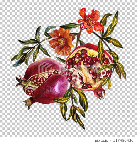 Pomegranate fruits and flowers on a branch. A watercolor illustration made by hand. For labels and packages. For postcards, flyers and posters, for decorating kitchen utensils. 117486430