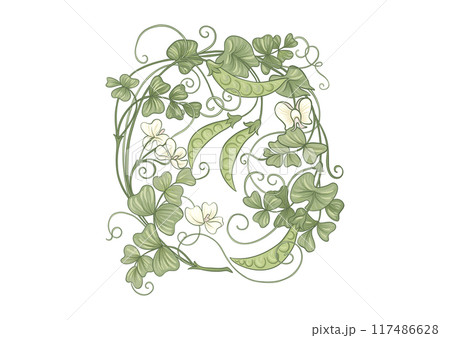 Green peas. Branch with leaves and pods with peas. Green peas. Branch with leaves and pods with peas. 117486628