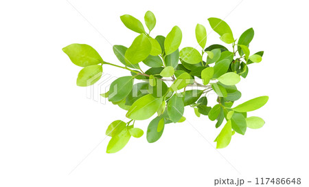 A cut out of Ficus benjamina leaves with clipping paths on a white background. A cut out of Ficus benjamina leaves with clipping paths on a white background. 117486648
