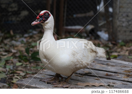 The white duck is live at farm The white duck is live at farm 117486688