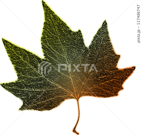 Maple leaf. Maple leaf with color gradient on...のイラスト素材 [117486747] - PIXTA