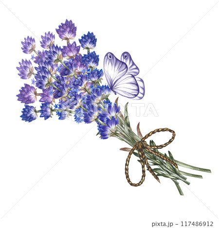 Lavender bouquet - beautiful, fragrant purple flowers. A hand-drawn watercolor illustration. Highlight it. An element of the design of packaging, postcards and labels. For banners, flyers and posters. Lavender bouquet - beautiful, fragrant purple flowers. A hand-drawn watercolor illustration. Highlight it. An element of the design of packaging, postcards and labels. For banners, flyers and posters. 117486912