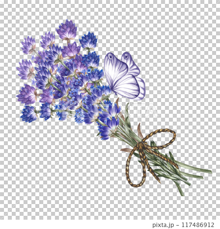 Lavender bouquet - beautiful, fragrant purple flowers. A hand-drawn watercolor illustration. Highlight it. An element of the design of packaging, postcards and labels. For banners, flyers and posters. Lavender bouquet - beautiful, fragrant purple flowers. A hand-drawn watercolor illustration. Highlight it. An element of the design of packaging, postcards and labels. For banners, flyers and posters. 117486912