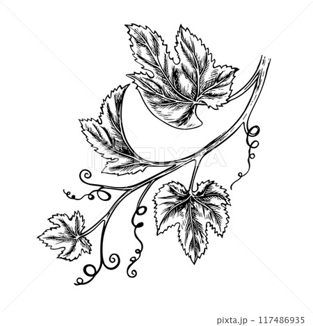 A vine branch with leaves. Vector graphics, black and white hand-drawn illustration. Isolate on a white background. A design element for packages and labels. For banners, posters. For postcards. 117486935