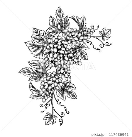 A vine with clusters of grapes. Vector graphics, black and white hand-drawn illustration. Isolate on a white background. A design element for packages and labels. For banners and posters. 117486941
