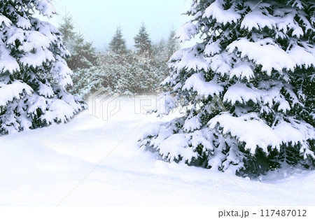 Spruces covered with snow. Beautiful winter forest. Fairy-tale beautiful tree Spruces covered with snow. Beautiful winter forest. Fairy-tale beautiful tree 117487012