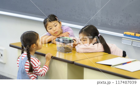 虫籠のダンゴムシを観察する女子小学生 117487039